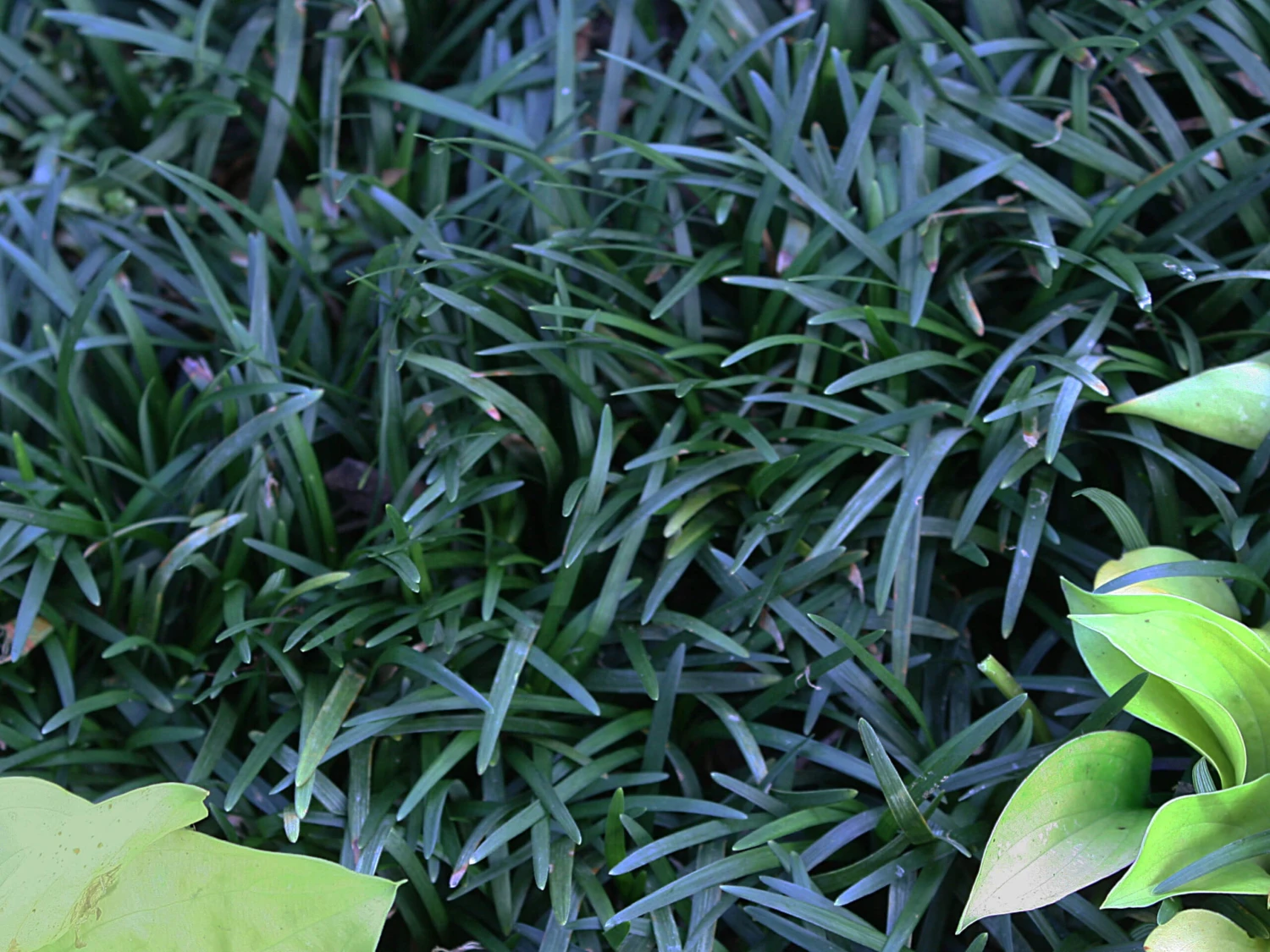 Ophiopogon Japonicus 'Nana' Dwarf Mondo Grass 3 Ophiopogon Japonicus 'Nana' Dwarf Mondo Grass