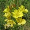Oenothera Biennis -Rare Roots Oenothera biennis evening primrose public domain