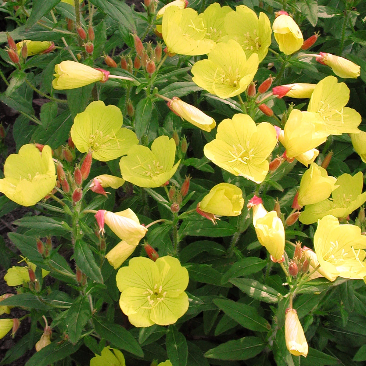 Oenothera Fruticosa 'Fireworks' Sundrops 3 Oenothera Fruticosa 'Fireworks' Sundrops