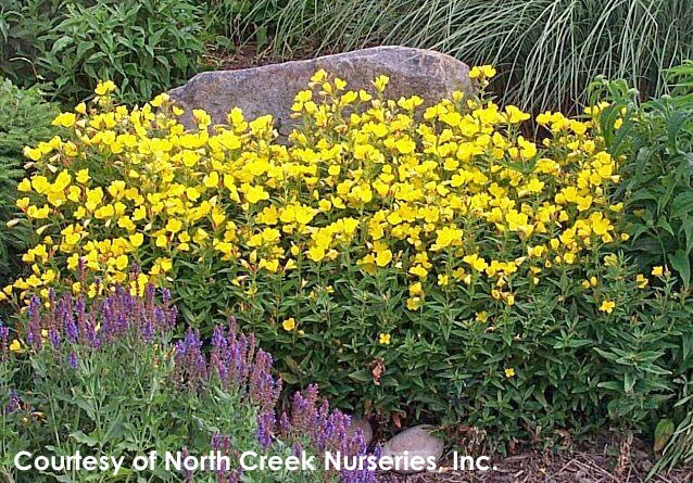 Oenothera Fruticosa 'Fireworks' Sundrops 4 Oenothera Fruticosa 'Fireworks' Sundrops - Image 2