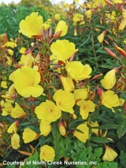 Oenothera Fruticosa 'Fireworks' Sundrops 7 Oenothera Fruticosa 'Fireworks' Sundrops -Rare Roots Oenothera Fireworks 4