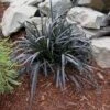 Ophiopogon 'Ebony Knight' Black Mondo Grass 2 Ophiopogon 'Ebony Knight' Black Mondo Grass -Rare Roots Ophiopogon ebony knight black mondo grass
