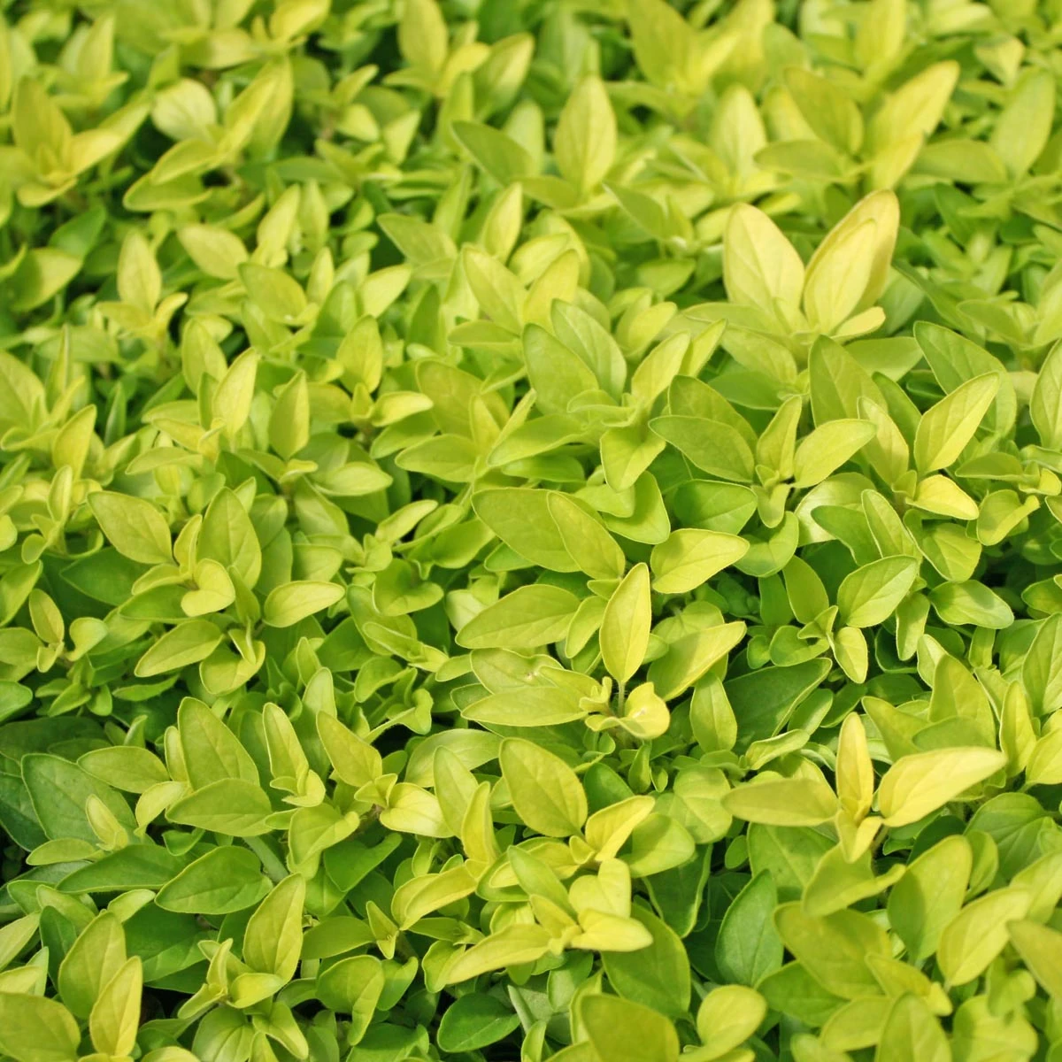 Origanum Vulgare 'Aureum' Golden Oregano 3 Origanum Vulgare 'Aureum' Golden Oregano