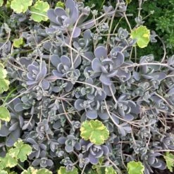 Orostachys Iwarenge Chinese Dunce Caps