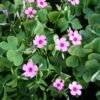 Oxalis Crassipes 'Rosea' Wood Sorrel 2 Oxalis Crassipes 'Rosea' Wood Sorrel -Rare Roots Oxalis rosea