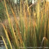 Panicum 'Northwind' Switch Grass -Rare Roots PANICUM NORTHWIND 2