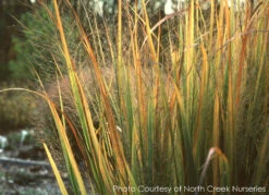 Panicum 'Northwind' Switch Grass