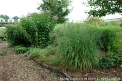Panicum 'Shenandoah' Switch Grass 6 Panicum 'Shenandoah' Switch Grass -Rare Roots PANICUM SHENANDOAH 1