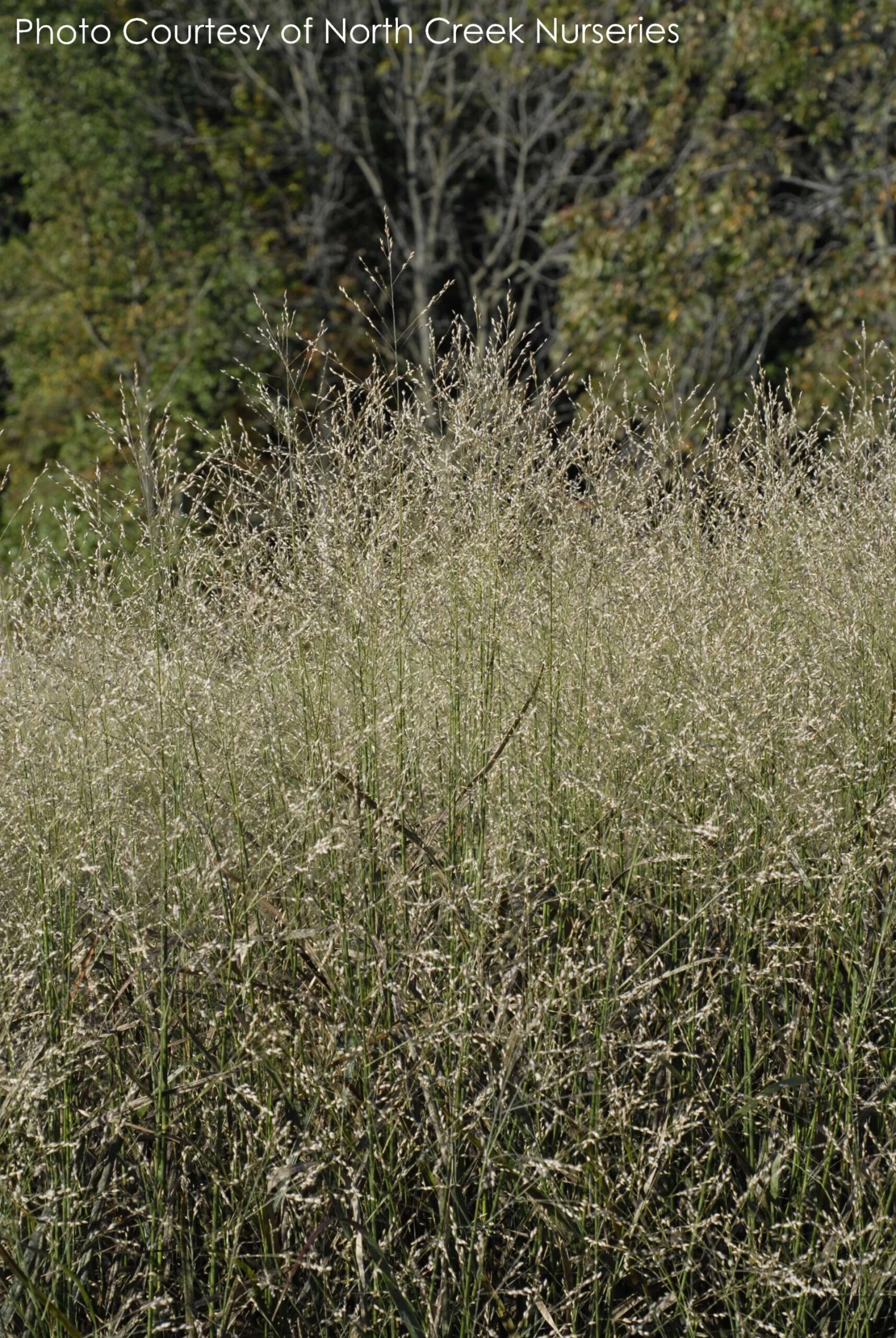 Panicum 'Shenandoah' Switch Grass 5 Panicum 'Shenandoah' Switch Grass - Image 3