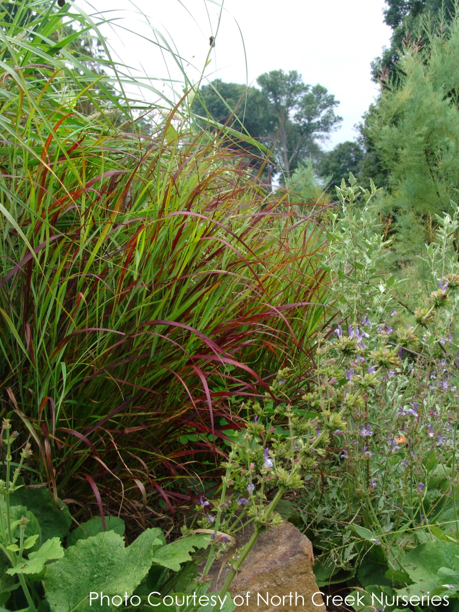 Panicum 'Shenandoah' Switch Grass 3 Panicum 'Shenandoah' Switch Grass