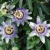 Passiflora Caerulea 'Waterloo Blue' Passion Flower 2 Passiflora Caerulea 'Waterloo Blue' Passion Flower -Rare Roots PASSIFORA WATERLOO BLUE