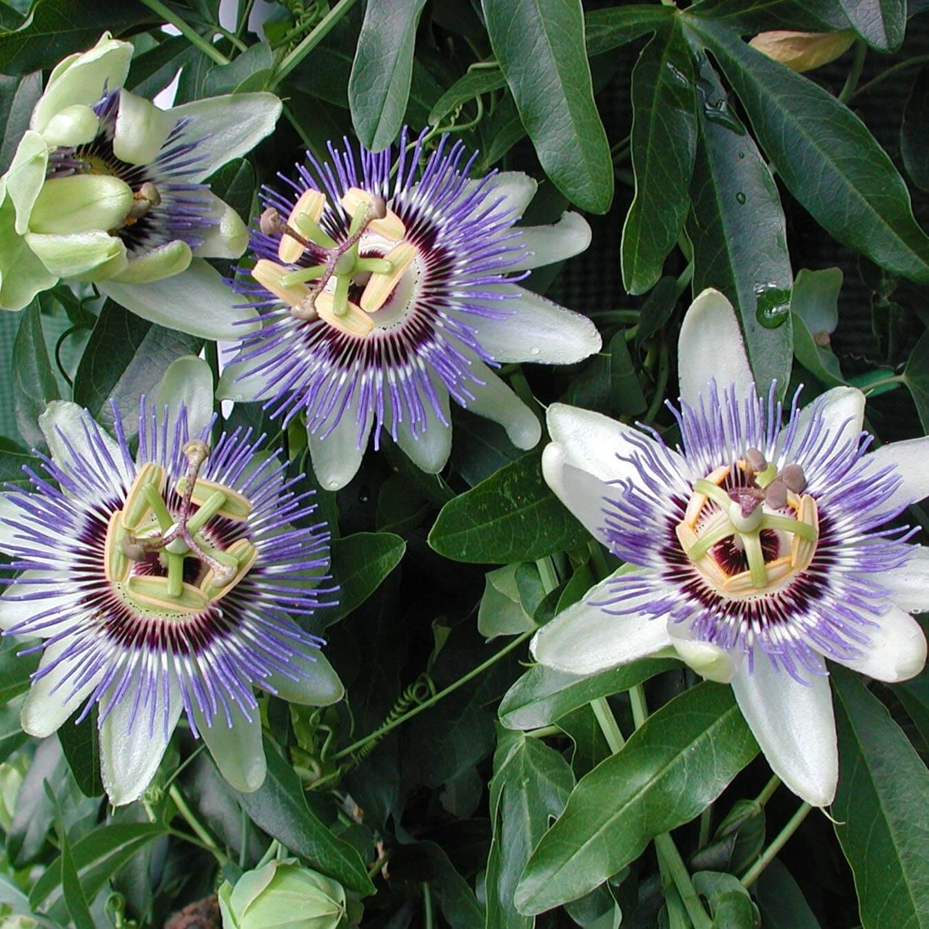 Passiflora Caerulea 'Waterloo Blue' Passion Flower 3 Passiflora Caerulea 'Waterloo Blue' Passion Flower