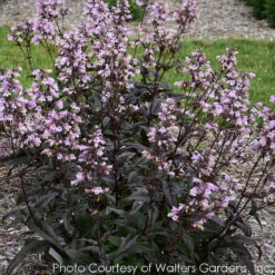 Penstemon 'Blackbeard' Beardtongue -Rare Roots PENSTEMON0 BLACKBEARD 1