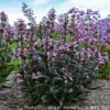 Penstemon 'Blackbeard' Beardtongue 2 Penstemon 'Blackbeard' Beardtongue -Rare Roots PENSTEMON0 BLACKBEARD 2