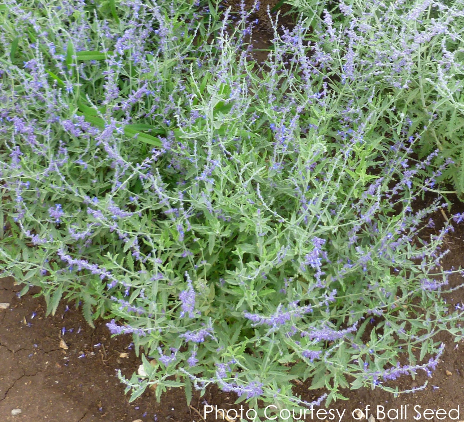 Perovskia Atriplicifolia 'CrazyBlue' Russian Sage 3 Perovskia Atriplicifolia 'CrazyBlue' Russian Sage