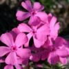 Phlox Subulata 'Drummond's Pink' Creeping Phlox -Rare Roots PHL Drummond Pink EZ