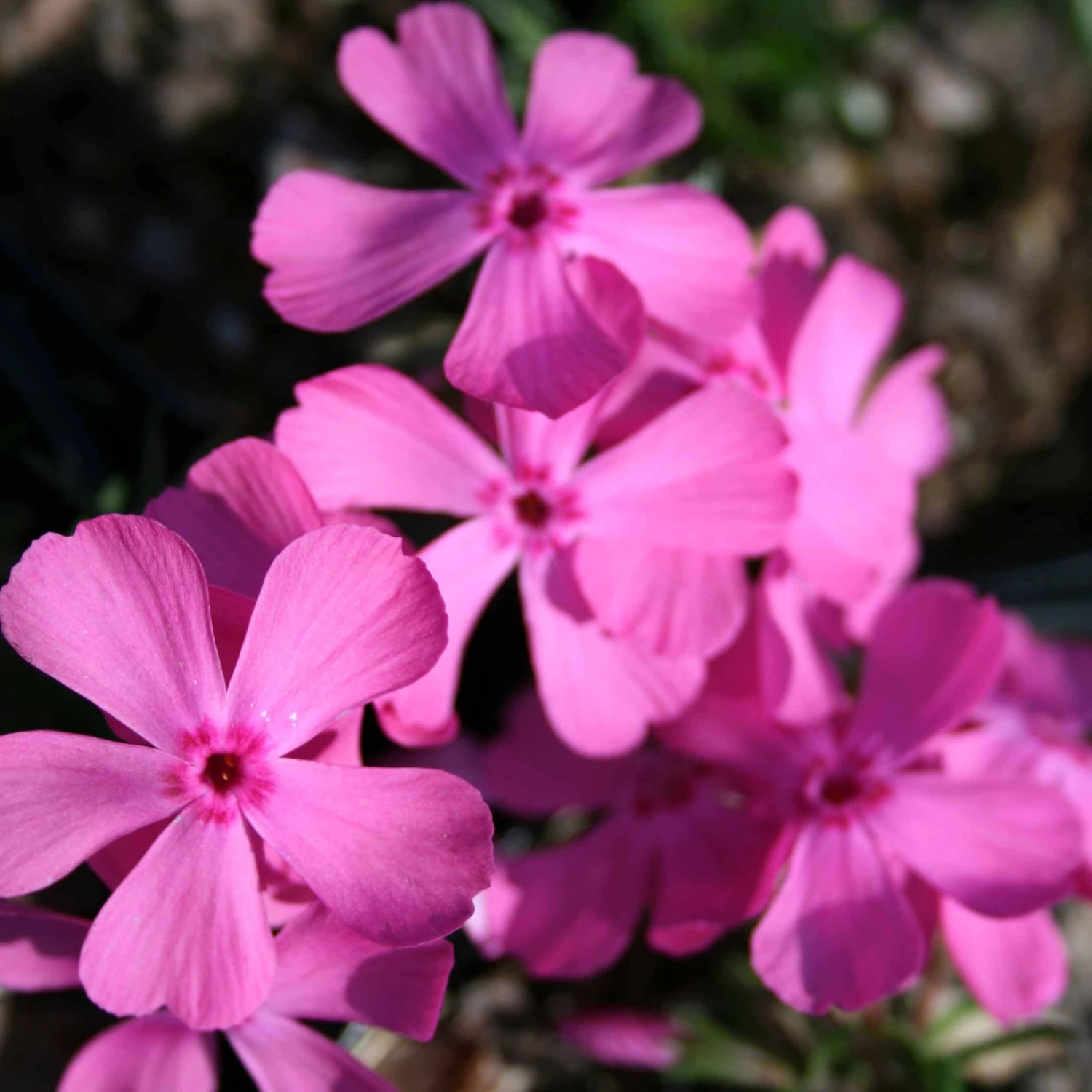 Phlox Subulata 'Drummond's Pink' Creeping Phlox 3 Phlox Subulata 'Drummond's Pink' Creeping Phlox