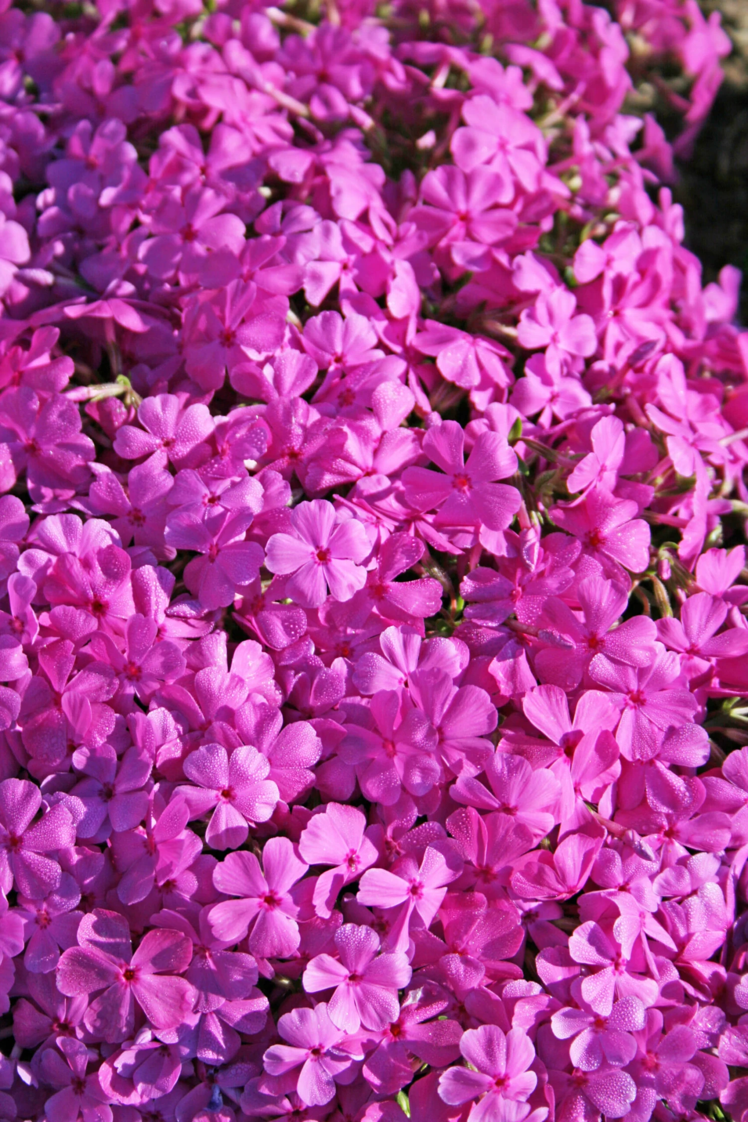 Phlox Subulata 'Drummond's Pink' Creeping Phlox 4 Phlox Subulata 'Drummond's Pink' Creeping Phlox - Image 2
