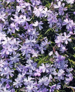 Phlox Subulata 'Emerald Blue' Creeping Phlox 7 Phlox Subulata 'Emerald Blue' Creeping Phlox -Rare Roots PHL Emerald Blue2 SPI