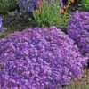 Phlox Subulata 'Purple Beauty' Creeping Phlox 1 Phlox Subulata 'Purple Beauty' Creeping Phlox -Rare Roots PHL Purple Beauty home ez