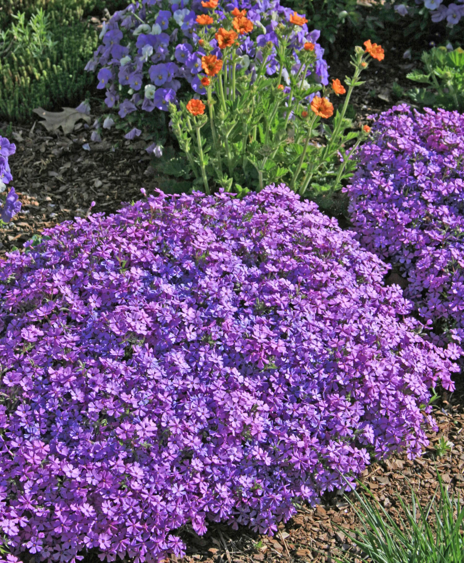 Phlox Subulata 'Purple Beauty' Creeping Phlox 3 Phlox Subulata 'Purple Beauty' Creeping Phlox
