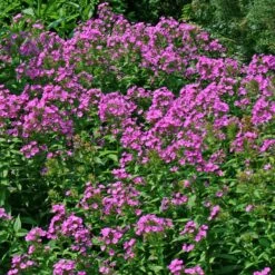 Phlox Paniculata 'Robert Poore' Garden Phlox 9 Phlox Paniculata 'Robert Poore' Garden Phlox -Rare Roots PHL Robert Poore EZ