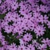 Phlox Subulata 'Fort Hill' Creeping Phlox -Rare Roots PHL Ft Hill ez
