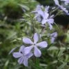 Phlox Divaricata Woodland Phlox 1 Phlox Divaricata Woodland Phlox -Rare Roots PHL divaricata EZ