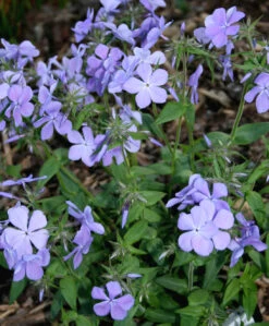 Phlox Divaricata 'Blue Moon' Woodland Phlox 8 Phlox Divaricata 'Blue Moon' Woodland Phlox -Rare Roots PHL phl d Blue Moon ez
