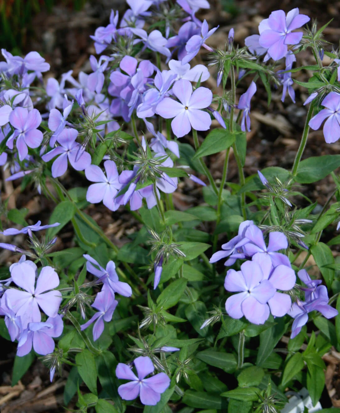 Phlox Divaricata 'Blue Moon' Woodland Phlox 5 Phlox Divaricata 'Blue Moon' Woodland Phlox - Image 3