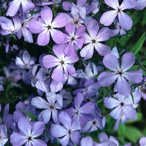 Phlox Laphamii 'Blue Buttons' Wild Sweet William 3 Phlox Laphamii 'Blue Buttons' Wild Sweet William