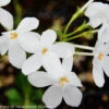 Phlox Stolonifera 'Bruce's White' Creeping Woodland Phlox 1 Phlox Stolonifera 'Bruce's White' Creeping Woodland Phlox -Rare Roots PHLOX BRUCES WHITE