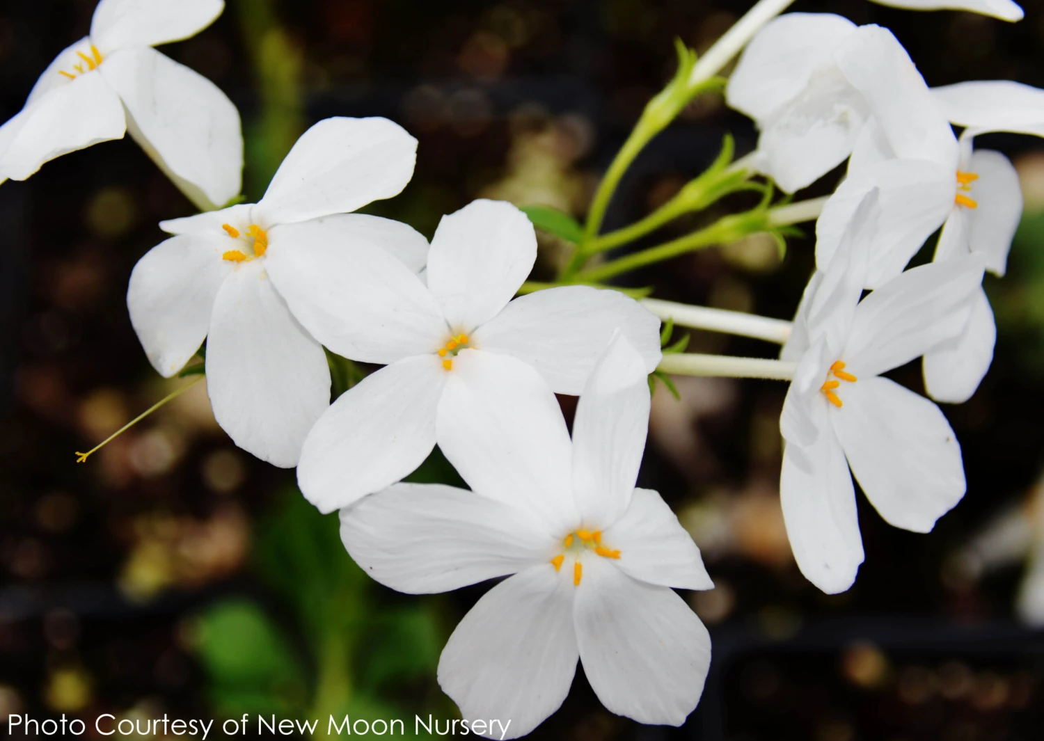 Phlox Stolonifera 'Bruce's White' Creeping Woodland Phlox 3 Phlox Stolonifera 'Bruce's White' Creeping Woodland Phlox