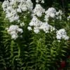 Phlox Paniculata 'David' Garden Phlox 1 Phlox Paniculata 'David' Garden Phlox -Rare Roots PHL David in landscape 1