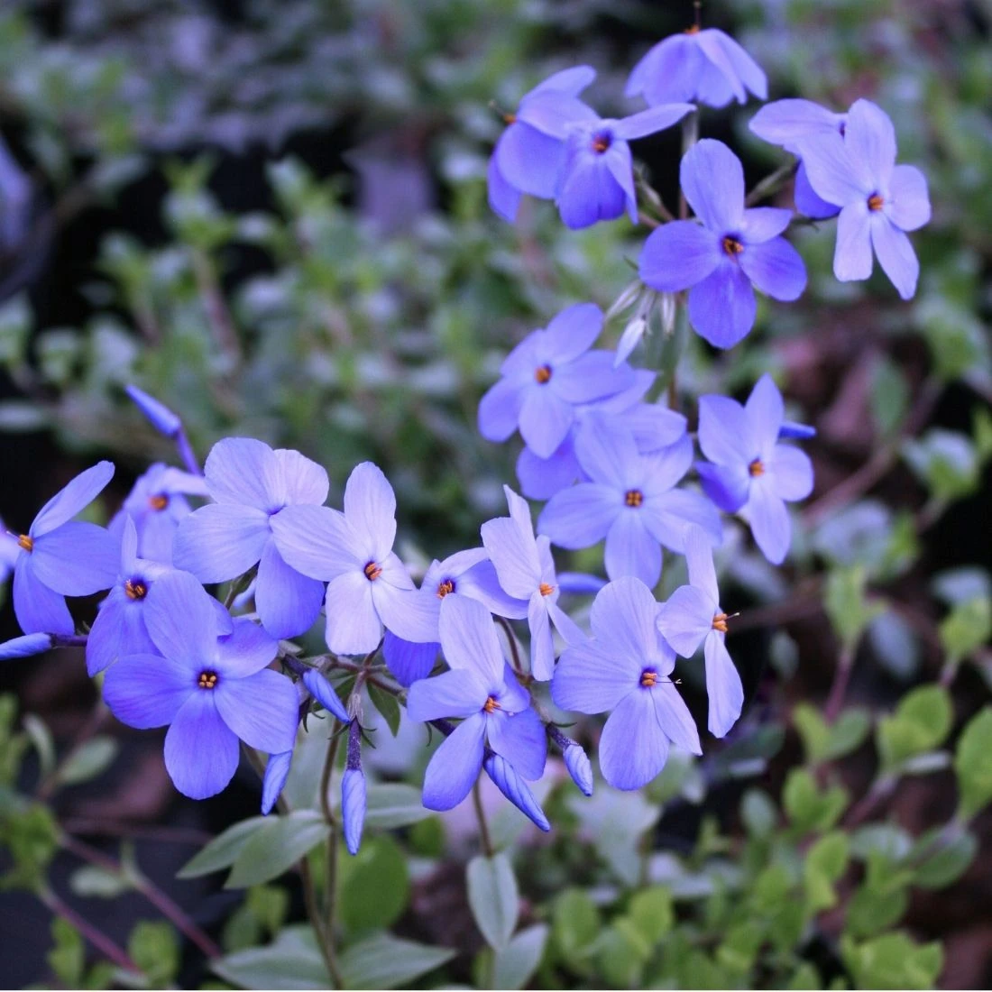 Phlox Stolonifera 'Sherwood Purple' Creeping Woodland Phlox 3 Phlox Stolonifera 'Sherwood Purple' Creeping Woodland Phlox