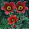 Pulsatilla 'Red Bells' Pasque Flower 2 Pulsatilla 'Red Bells' Pasque Flower -Rare Roots PLS Red Bells Jelitto