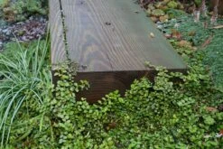 Pratia Angulata White Star Creeper 9 Pratia Angulata White Star Creeper -Rare Roots PRATIA ANGULATA WHITE STAR CREEPER 2