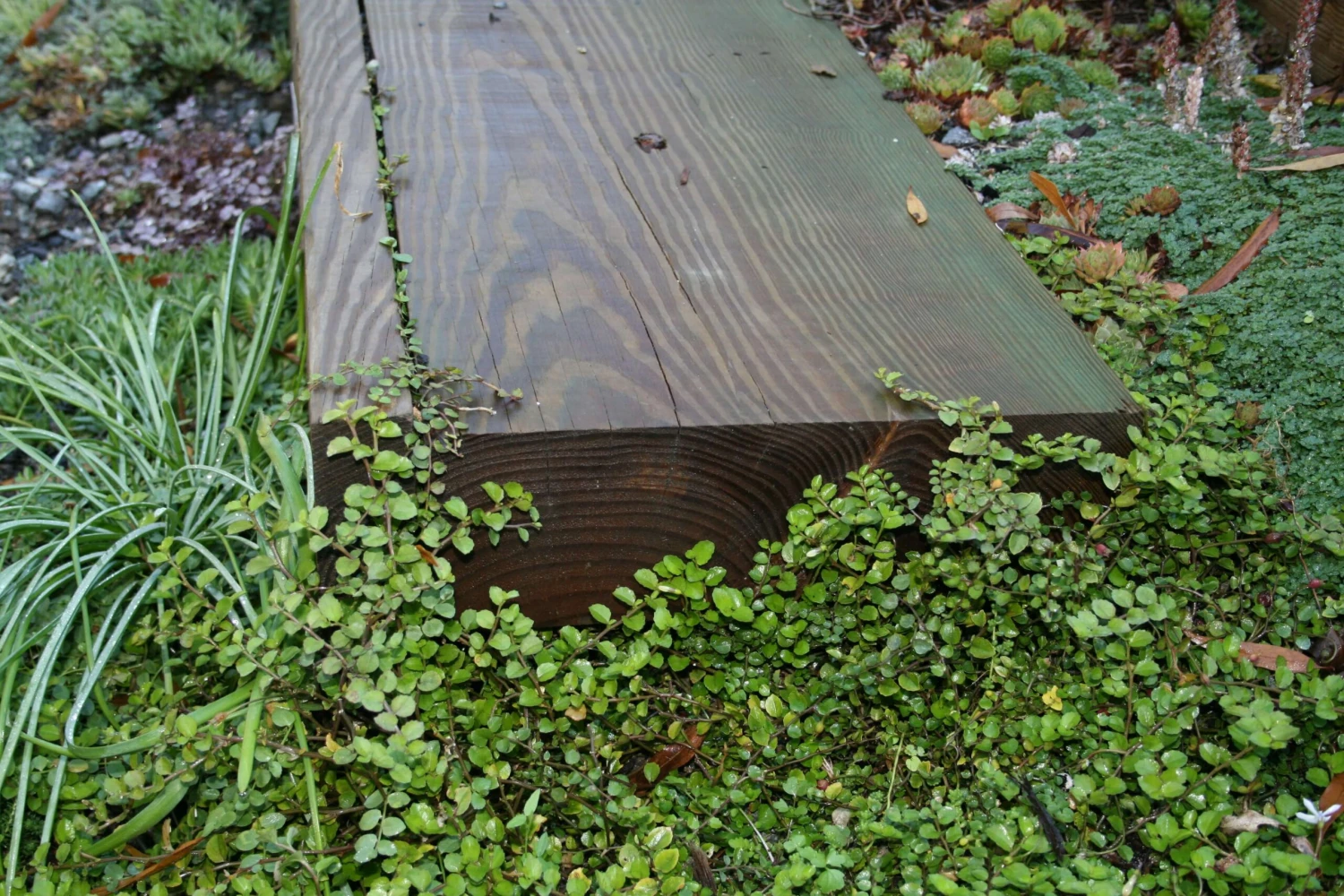 Pratia Angulata White Star Creeper 6 Pratia Angulata White Star Creeper - Image 4