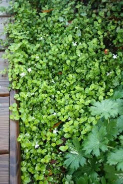 Pratia Angulata White Star Creeper 8 Pratia Angulata White Star Creeper -Rare Roots PRATIA ANGULATA WHITE STAR CREEPER