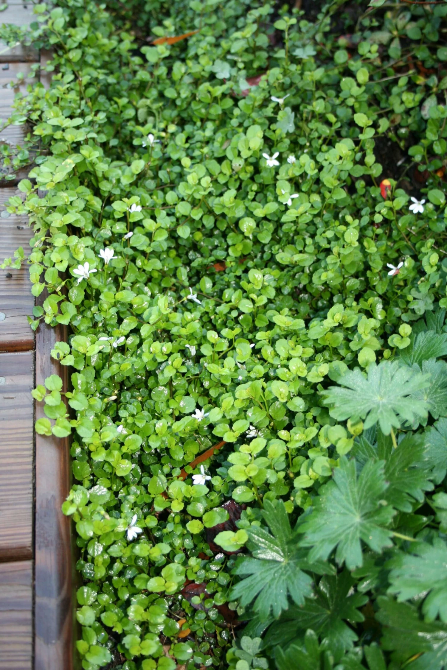 Pratia Angulata White Star Creeper 5 Pratia Angulata White Star Creeper - Image 3