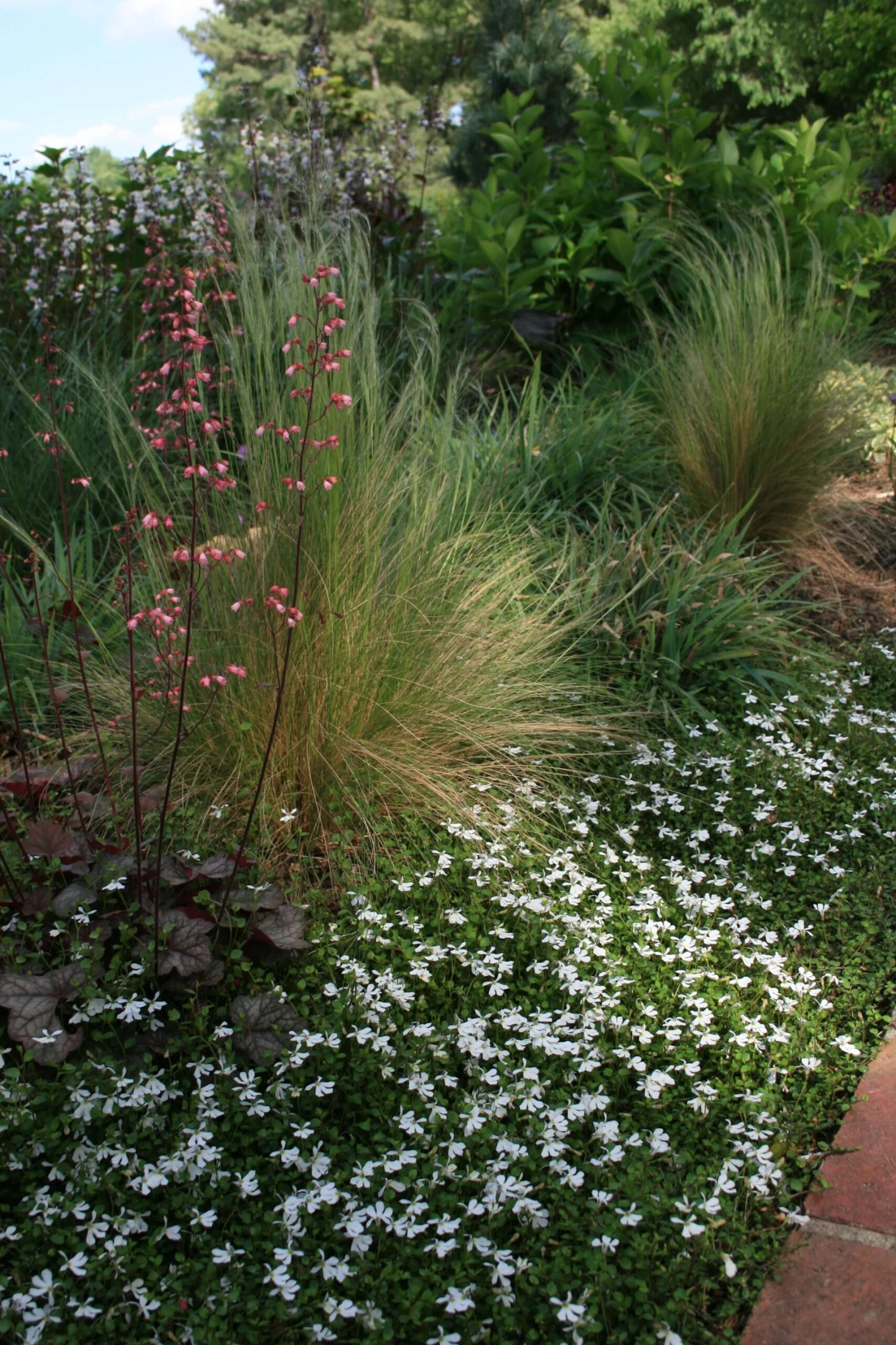 Pratia Angulata White Star Creeper 4 Pratia Angulata White Star Creeper - Image 2