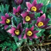 Pulsatilla Vulgaris Pasque Flower 2 Pulsatilla Vulgaris Pasque Flower -Rare Roots PULSATILLA VULGARIS