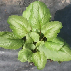 Packera (Senecio) Aurea Golden Ragwort 7 Packera (Senecio) Aurea Golden Ragwort -Rare Roots Packera Aurea