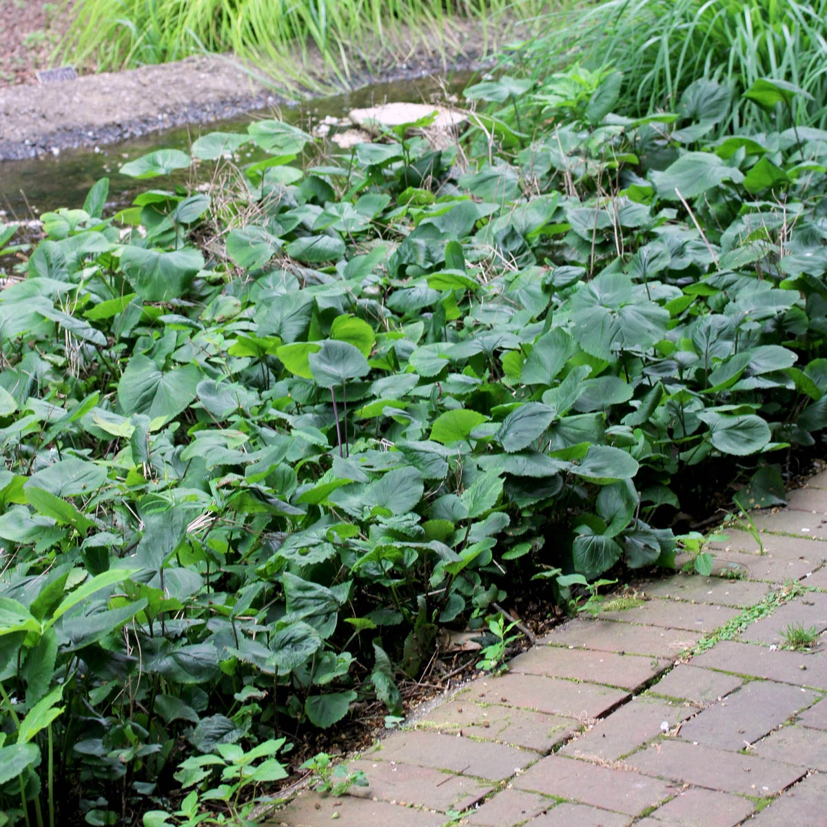 Packera (Senecio) Aurea Golden Ragwort 4 Packera (Senecio) Aurea Golden Ragwort - Image 2