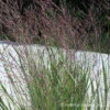 Panicum Virgatum 'Purple Tears' Switchgrass -Rare Roots Panicum Purple Tears