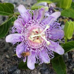 Passiflora Incarnata