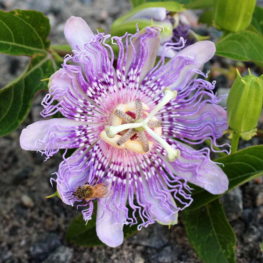 Passiflora Incarnata 3 Passiflora Incarnata
