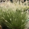 Pennisetum 'Piglet' Dwarf Fountain Grass 2 Pennisetum 'Piglet' Dwarf Fountain Grass -Rare Roots Pennisetum Piglet Dwarf Fountain Grass