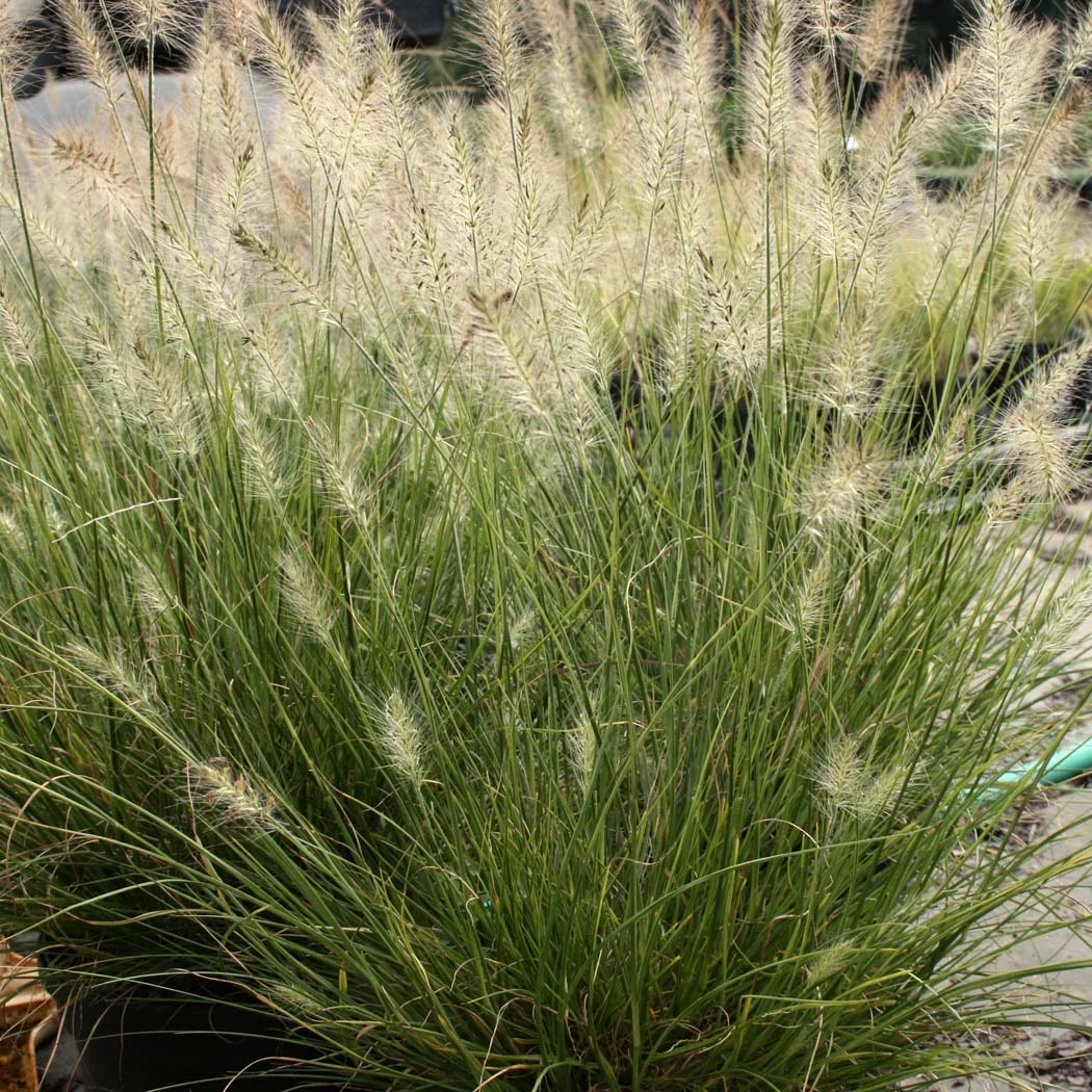 Pennisetum 'Piglet' Dwarf Fountain Grass 3 Pennisetum 'Piglet' Dwarf Fountain Grass