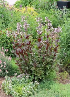 Penstemon 'Blackbeard' Beardtongue -Rare Roots Penstemon Blackbeard Beardtongue CW 2